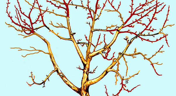 обрезка яблони