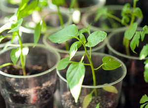 рассада перца