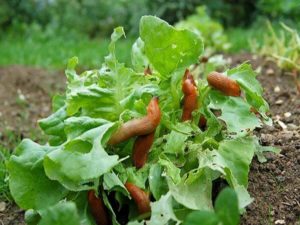 Слизни на огороде